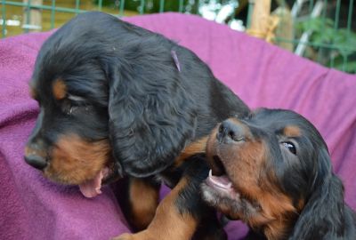Gordon Setter Welpen