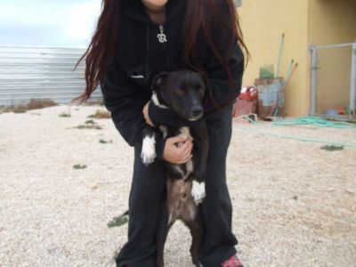 Mosquito – Handliches, ulkiges Männlein passend für jede Couch!