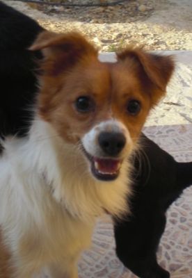 Roby – Zartes, bildschönes Flöhchen bittet um sanfte Kraulhände!