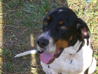 Valent – Wunderschöner tricolor Pointer mit großem Familienwunsch!