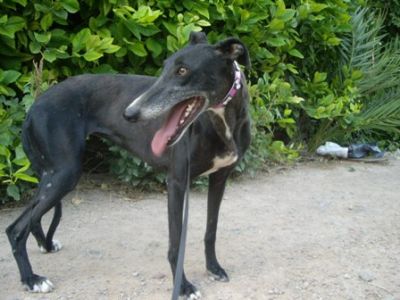 Fresa – Die lebensfrohe Galgo Schönheit für die fröhliche Galgo Familie!