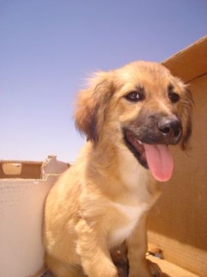 Sheriff Toy – Ganz viel goldige Welpenfröhlicheit sucht fröhliche Zweibeiner!