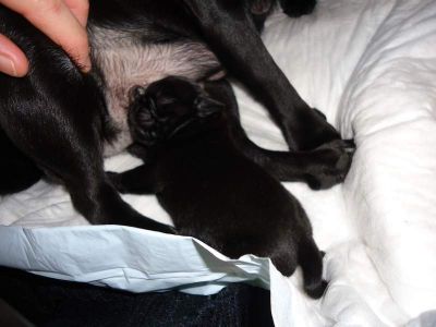 Mops Welpen mit Papiere 100%‏ Gesund
