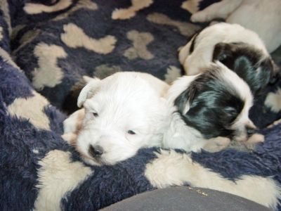 Tibet Terrier Welpen