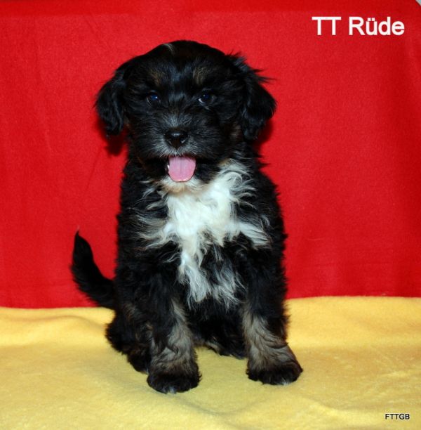Tibet Terrier Welpen
