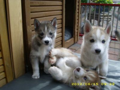 Reinrassige Siberian Husky welpen