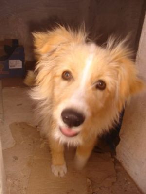 Marlon – Traumhaft schöner Charmeur mit Traumcharakter kann’s kaum erwarten!