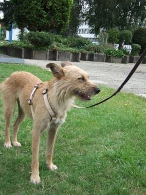 Indiana – Zarte Persönlichkeit sucht die ganz besondere Couch!