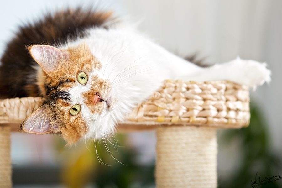 Bröseline sucht ein Zuhause 