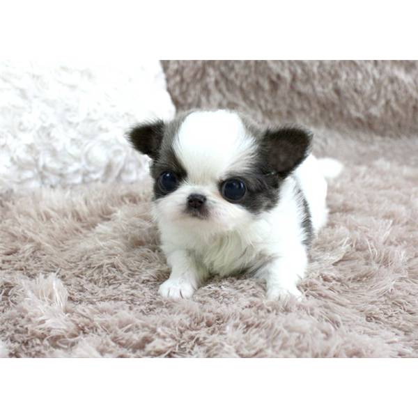Gesunde Chihuahua Welpen mit Papieren