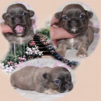 Süße Shih Tzu Welpen von Züchter