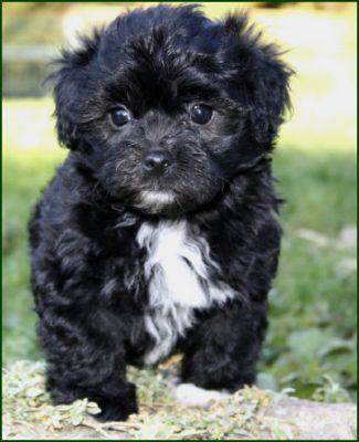 Reizender Bolonka-Zwetna-Welpen