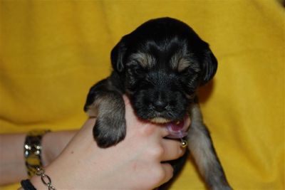 4 Tibet Terrier Welpen suchen noch ein neues Zuhause 