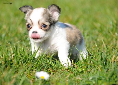 zuckersüße Chihuahuawelpen zu vergeben