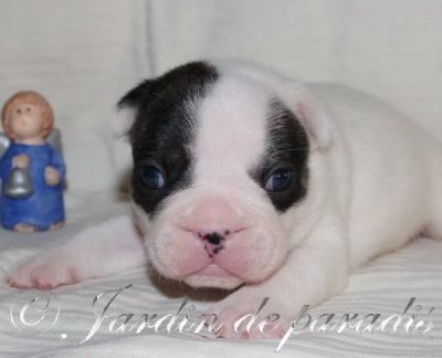 Französische Bulldoggen Welpen von gesunden Elterntieren mit Pap.