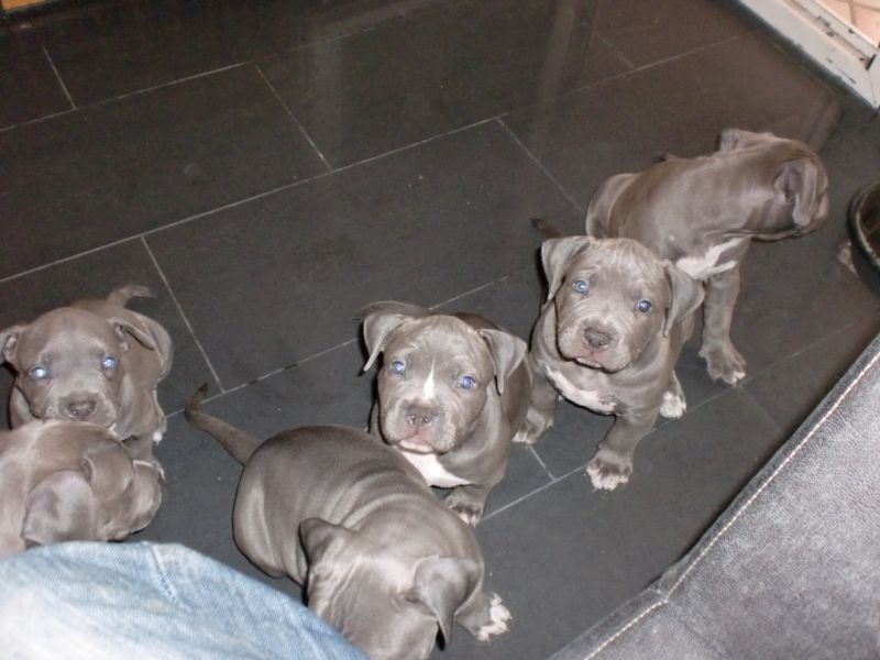 American Pitbull Terrier blueline