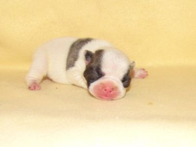 Französische Bulldoggen in Reverse