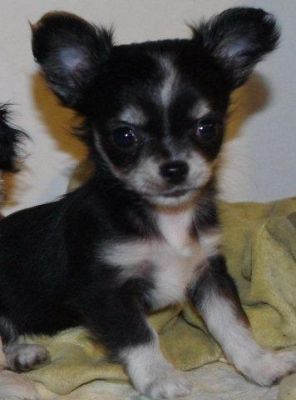 Chihuahua Welpen Hündin sucht ein Zuhause