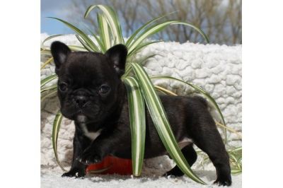 Tolle franz. Bulldoggen-Welpen
