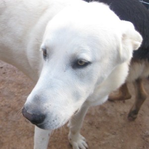 Basil – Weißer, wunderschöner, nobler Riese auf Herzeroberungskurs!