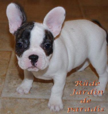 Freiatmende gesunde kleine Französische Bulldoggen Welpen mit Papieren