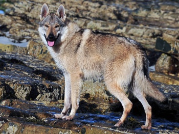 Tscechoslovakische Wolfshund