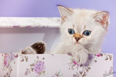 BKH und Highlander Babys in Red, Tabby und Colourpoint...   