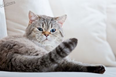 Zauberhafte Britenkinder suchen...