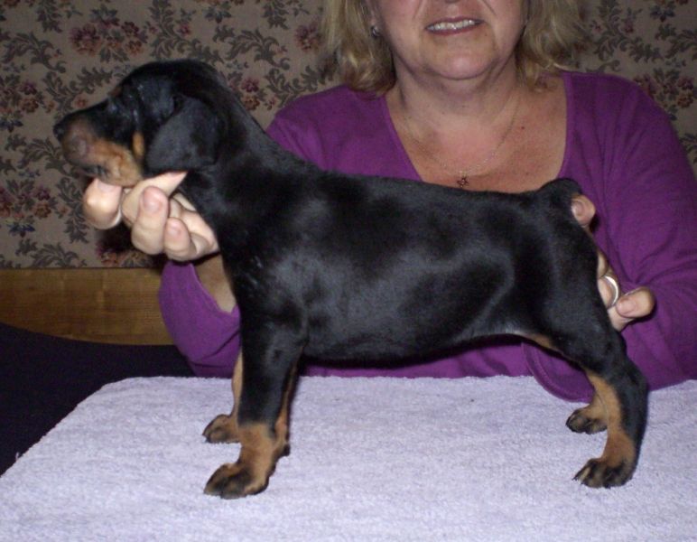 Dobermann - braune und schwarze Welpen mit FCI Papieren aus CZ Zucht