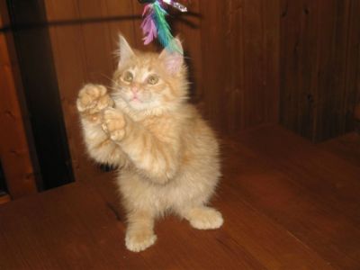 Maine Coon Jungkater