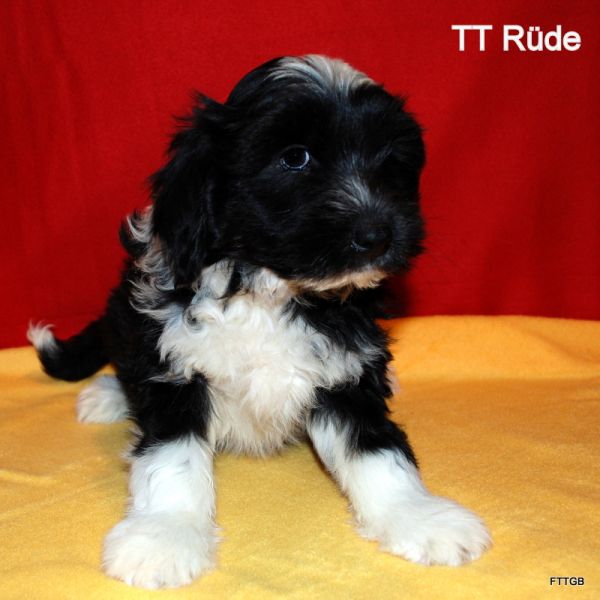 Tibet Terrier Welpen