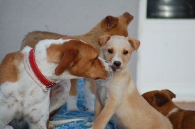 Lala – Knutschkugel Alarm der höchsten Stufe!