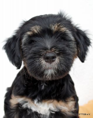 Tibet Terrier Welpen