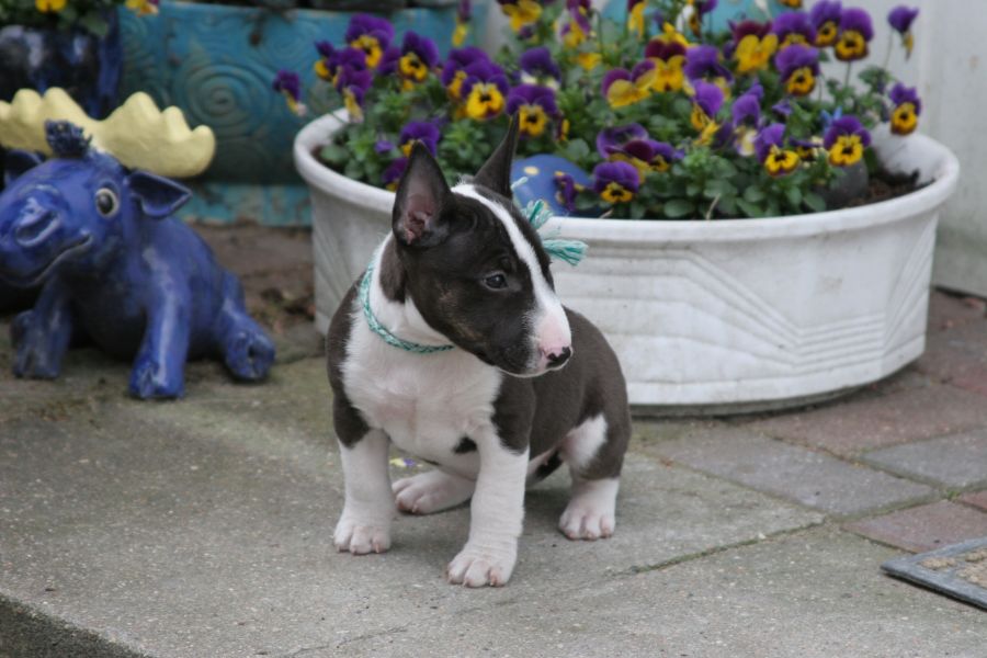  Mini Bullis mit VDH/FCI Papieren