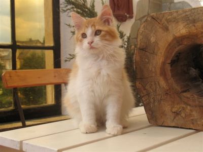 Maine Coon Babys