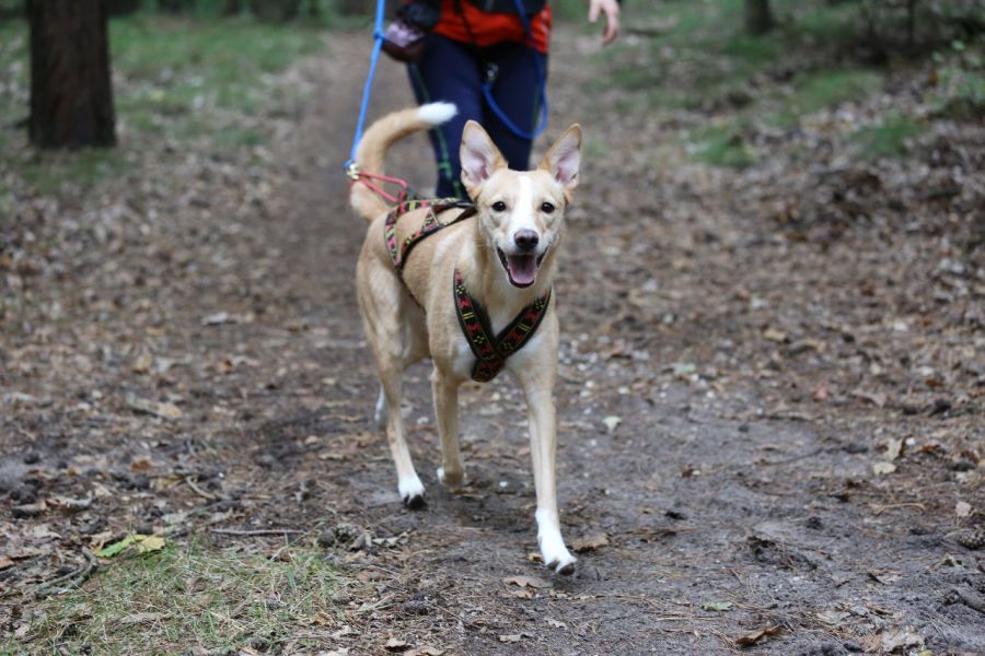  Doghiking Touren für JederHund in Berlin Spandau