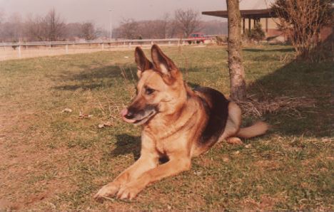 Beheizung von Hundezwinger  