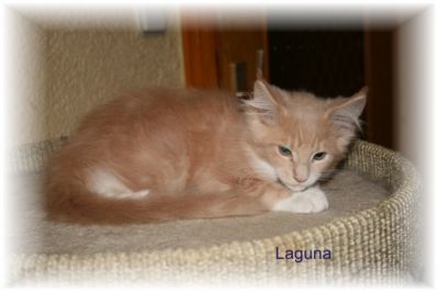 Wir haben noch Kitten mit einem genialen Maine Coon Look