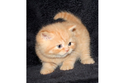 Süsse BKH Kitten mit Stammbaum in gold tabby,silver tabby