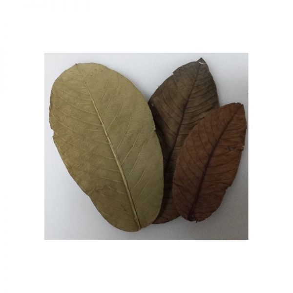 Guaveblätter ( Guava leaves ) 10er Beutel
