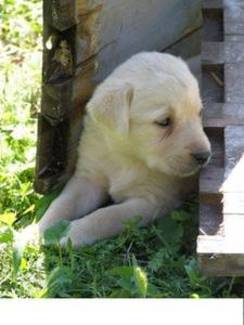Labrador Retriever welpen
