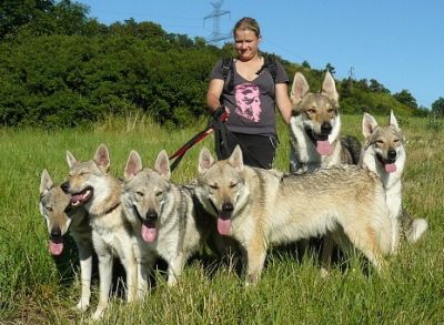 Tschechoslovakische Wolfshundwelpen