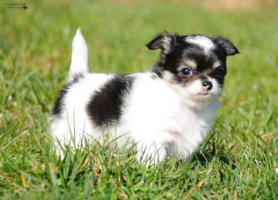 zuckersüße Chihuahuawelpen zu vergeben