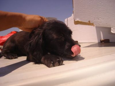 Toya Toy – Bildhübsche, zarte Mademoiselle freut sich auf ihre Familie!