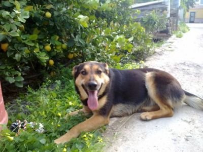 Donna – Eine „Donna“, wie man sie sich nicht besser wünschen kann!