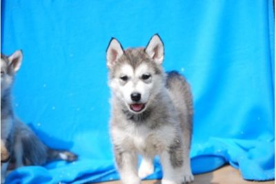 Wunderschöne Siberian Husky Welpen