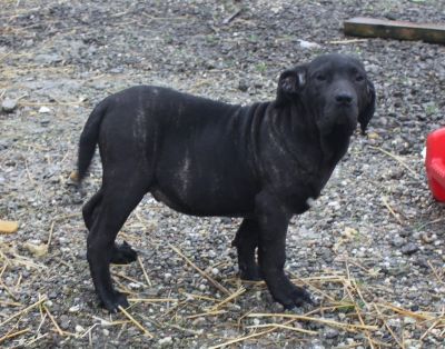 Welpen Fila Brasileiro mit Papieren