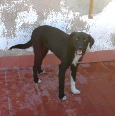 Gaso – Hübscher Familienliebling auf Herzeroberung!