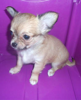 Chihuahua-Welpe (W, LH) mit Impfung, Chip & Gesundheitszeugnis 4