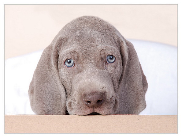 Weimaraner Welpen zu verkaufen!